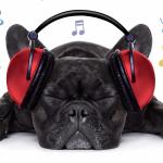 artist image Sex Music, Slow Sex Music, Romantic Music Experience Electric Guitar Music For Sex Dog Music: Relaxing Music For Dogs and Pet Relaxation While You’re Away