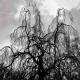 Colin Stetson, Sarah Neufeld - In the Vespers
