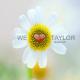 Talyor Hits - Shake It Off
