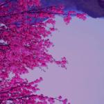 album image Losing Interest (feat. Lane 37) Japan - EP