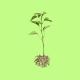 Ollie Joseph - Grassroots