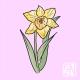 ENZA - Daffodil