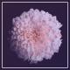 Jay Mellock - Bloom