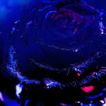 album image Иордан (remix) black roses