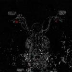 album image SaltWater SaltWater