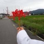 album image Цветок Цветок